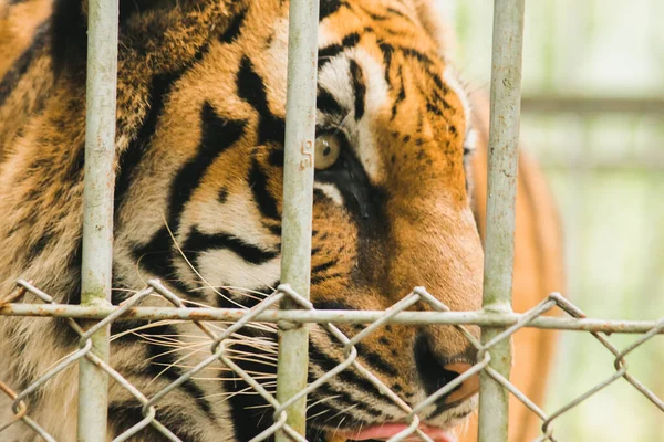 Velký Bengálský Tygr Uvězněný Železné Kleci — Stock fotografie