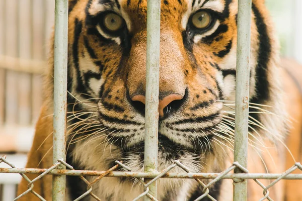 Una Grande Tigre Del Bengala Intrappolata Una Gabbia Ferro — Foto Stock