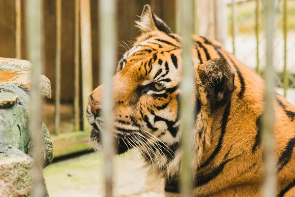 Grande Tigre Bengala Preso Numa Gaiola Ferro — Fotografia de Stock