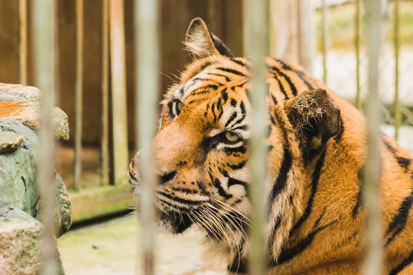 一只大孟加拉虎被困在铁笼里 — 图库照片