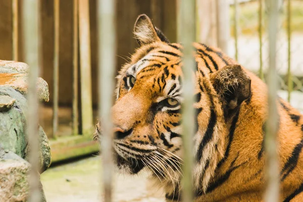 Stor Bengalsk Tiger Fanget Jernbur - Stock-foto