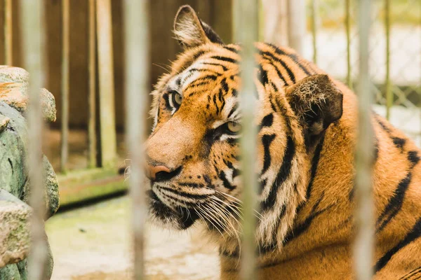A big Bengal tiger trapped in an iron cage.
