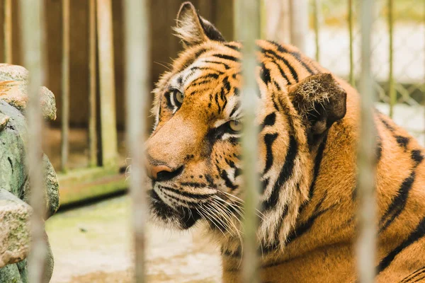 一只大孟加拉虎被困在铁笼里 — 图库照片