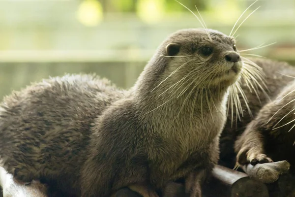 Kleine Otter Een Zoogdier Leven Water Graag Kuddes Leven Voor — Stockfoto