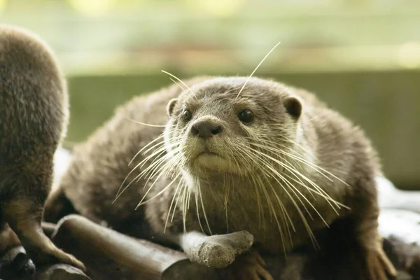 Kleine Otter Een Zoogdier Leven Water Graag Kuddes Leven Voor — Stockfoto