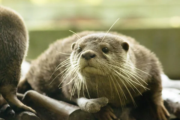 Lontra Garras Pequenas Mamífero Viver Água Como Viver Rebanhos Para — Fotografia de Stock