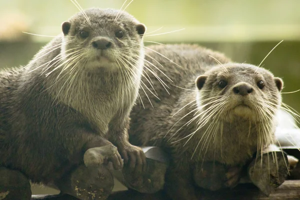 Küçük pençeli su samuru bir memelidir. Suda yaşamak, yemek için sürü halinde yaşamak gibi..
