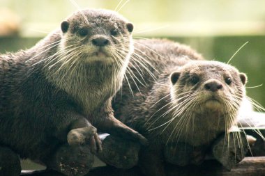 Küçük pençeli su samuru bir memelidir. Suda yaşamak, yemek için sürü halinde yaşamak gibi..