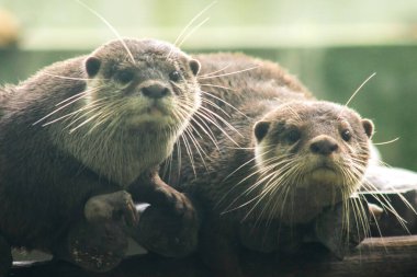 Küçük pençeli su samuru bir memelidir. Suda yaşamak, yemek için sürü halinde yaşamak gibi..
