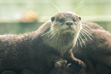 Küçük pençeli su samuru bir memelidir. Suda yaşamak, yemek için sürü halinde yaşamak gibi..