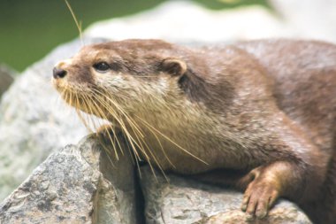 Küçük pençeli su samuru. Bir memeli. Suda yaşar..