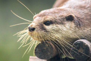 Küçük pençeli su samuru küçük bir su samurudur. Bir memeli yemek için sürüler halinde yaşamayı sever.