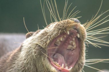 Küçük pençeli su samuru, ağzı açık, dişlerini gösteren, yemek yiyen.