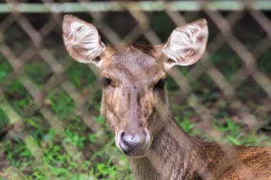 Geyik çelik bir kafese sıkışmıştı. Gözlerinde özgürlük yok gibiydi..