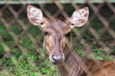Geyik çelik bir kafese sıkışmıştı. Gözlerinde özgürlük yok gibiydi..