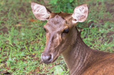 Çimenlerde yatan geyik, yerde yatan vahşi geyik.