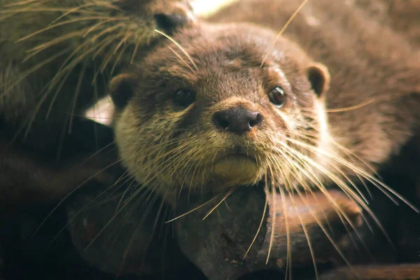 Lontra Garra Pequena Mamífero Viva Água Como Viver Rebanhos Para — Fotografia de Stock