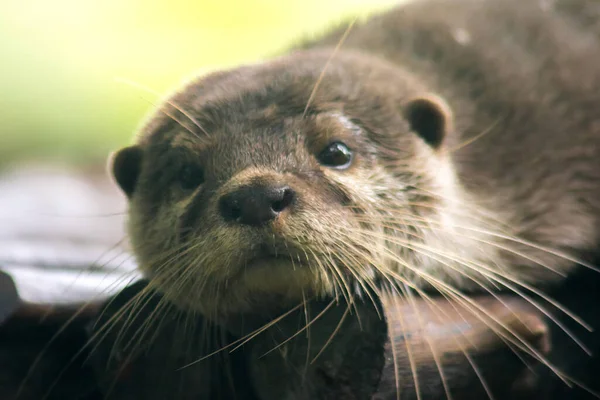 Kleine Otter Met Klauwen Een Zoogdier Leef Het Water Graag — Stockfoto
