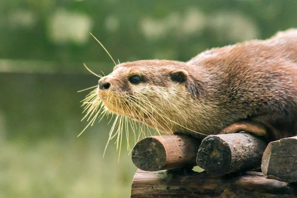 Kleine Otter Met Klauwen Een Zoogdier Leef Het Water Graag — Stockfoto