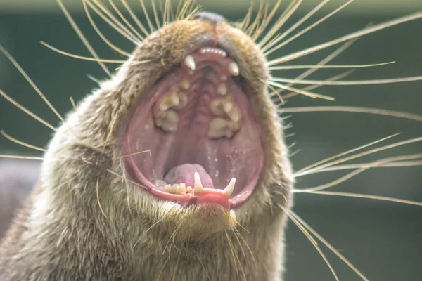 Nutria Garras Pequeñas Boca Abierta Mostrando Colmillos Acostumbrada Comer Alimentos — Foto de Stock