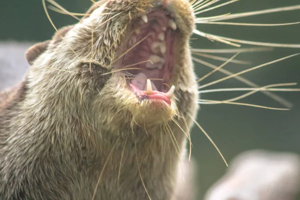 Lontra Artiglio Piccolo Bocca Aperta Mostrando Zanne Usato Mangiare Cibo — Foto Stock