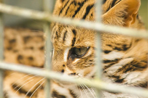 Prionailurus Bengalensis Petit Chat Sauvage Taille Chat Domestique Fourrure Est — Photo