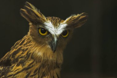 Kafesteki baykuşlar bakıyor. Balık baykuşları, kahverengi vücutlu ve beyaz çizgili baykuşlar familyasına ait bir kuş türüdür..