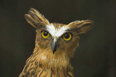 Kafesteki baykuşlar bakıyor. Balık baykuşları, kahverengi vücutlu ve beyaz çizgili baykuşlar familyasına ait bir kuş türüdür..