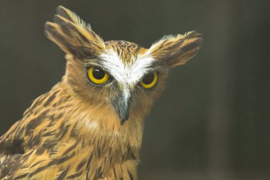 Kafesteki baykuşlar bakıyor. Balık baykuşları, kahverengi vücutlu ve beyaz çizgili baykuşlar familyasına ait bir kuş türüdür..