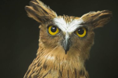 Kafesteki baykuşlar bakıyor. Balık baykuşları, kahverengi vücutlu ve beyaz çizgili baykuşlar familyasına ait bir kuş türüdür..