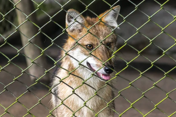 The fox was trapped in a cage without freedom.