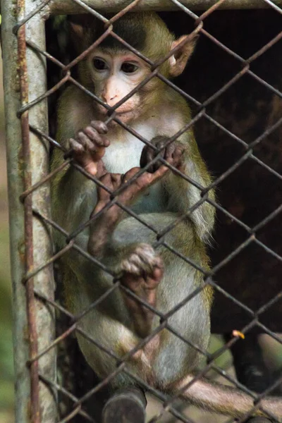 Der Affe War Einem Stahlgitterkäfig Gefangen Seine Augen Schienen Keine — Stockfoto