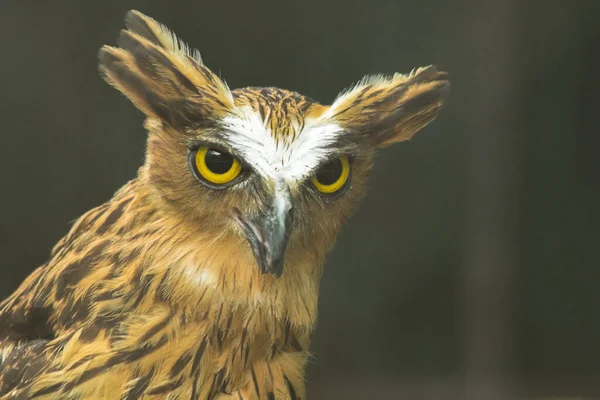 Fish owls in the cage are looking,Fish owls are a type of bird belonging to the family of owls with a brown body and white stripes.