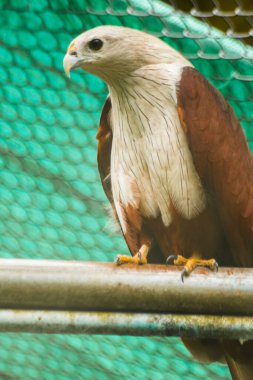 Brahminy uçurtması bir kafeste, Brahminy uçurtması orta büyüklükte bir kuştur. Kırmızımsı kahverengi kürkü var. Baş ve boyun küçük siyah çizgilere sahiptir..