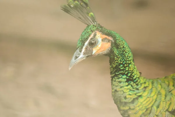 The head of the Green peafowl has a long, colorful tail feathers.