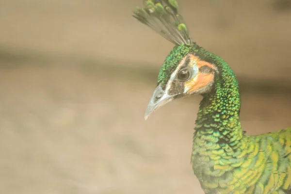 The head of the Green peafowl has a long, colorful tail feathers.