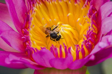 Küçük arı, açan mor nilüfer çiçeğinin nektarıyla beslenir..