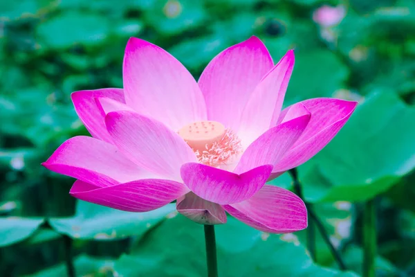 Duży Różowy Kwiat Lotosu Posiada Wybitny Bukiet Pąki Owalne Różowa — Zdjęcie stockowe