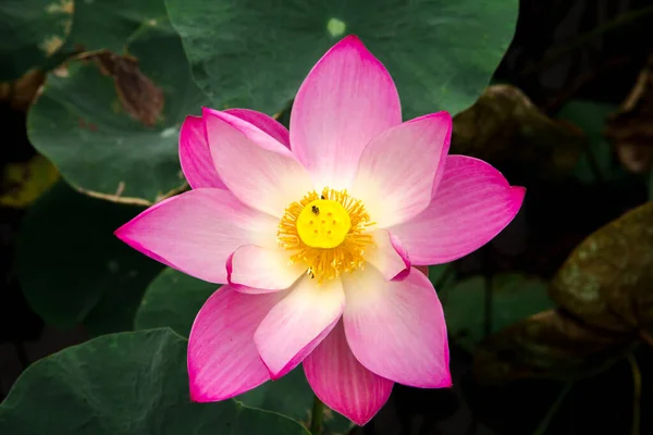 Large Pink Lotus Flower Holds Prominent Bouquet Buds Oval Pink — Stock Photo, Image