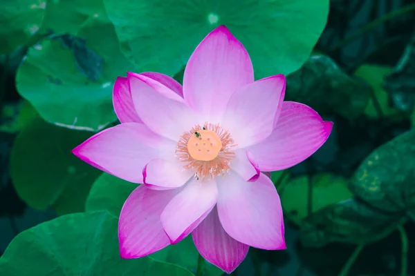 Велика Рожева Квітка Лотоса Має Видатний Букет Бутони Овальні Рожевий — стокове фото