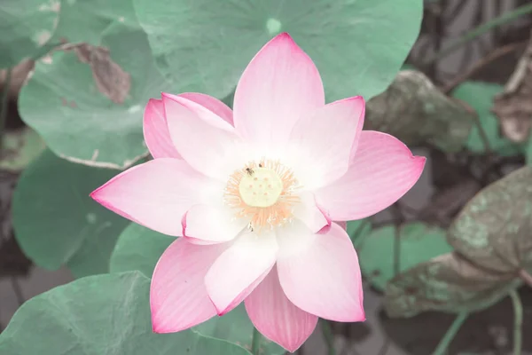Large Pink Lotus Flower Holds Prominent Bouquet Buds Oval Pink — Stock Photo, Image