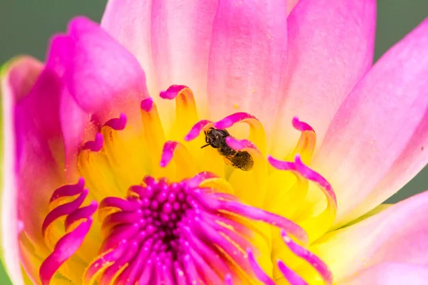Malá Včela Živí Nektarem Kvetoucího Purpurového Lotosu — Stock fotografie