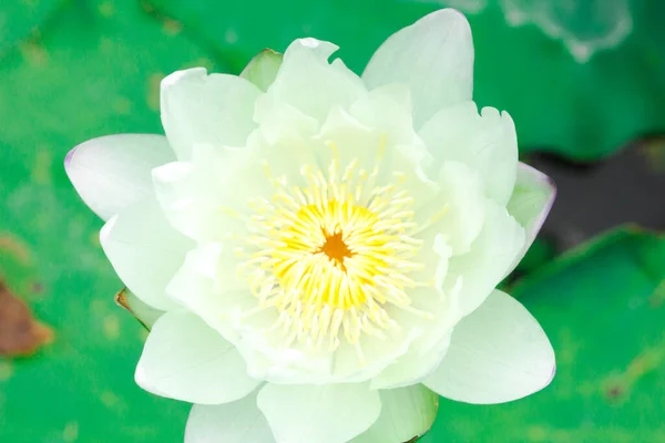 Weiße Lotusblume Weiße Lotusblume Hintergrund — Stockfoto