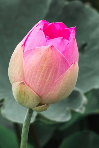 Flores Lótus Rosa Flores Grandes Botões Ovais Ponta Delgada Rosa — Fotografia de Stock