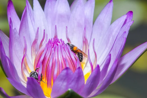 Malá Včela Živí Nektarem Kvetoucího Purpurového Lotosu — Stock fotografie