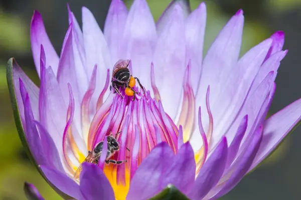 Malá Včela Živí Nektarem Kvetoucího Purpurového Lotosu — Stock fotografie