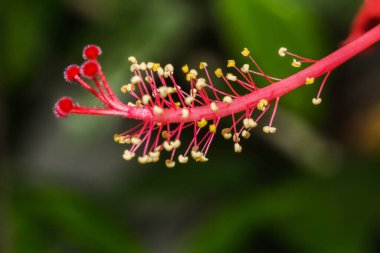 Kırmızı amber çiçeğinin bir çiçeğin ortasında erik çiçeği vardır..
