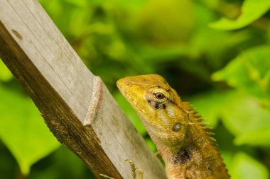 Kuru bambu üzerinde sarı bukalemun
