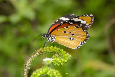 Danaus gercekten Cramer sari çiçekler uzerinde, Danaus gercekten Cramer sari kozmos uzerinde.