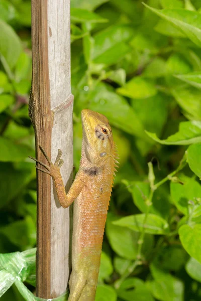 Żółty Kameleon Suchym Bambus — Zdjęcie stockowe